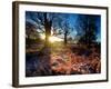 Winter Bracken in Richmond Park-Alex Saberi-Framed Photographic Print