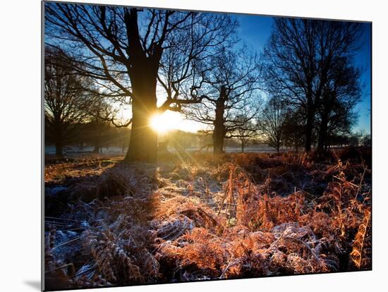 Winter Bracken in Richmond Park-Alex Saberi-Mounted Photographic Print