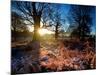 Winter Bracken in Richmond Park-Alex Saberi-Mounted Photographic Print