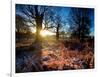 Winter Bracken in Richmond Park-Alex Saberi-Framed Photographic Print