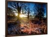 Winter Bracken in Richmond Park-Alex Saberi-Framed Photographic Print