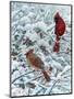 Winter Cardinal Painting-Jeff Tift-Mounted Giclee Print