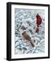 Winter Cardinal Painting-Jeff Tift-Framed Premium Giclee Print