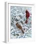 Winter Cardinal Painting-Jeff Tift-Framed Premium Giclee Print