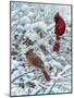 Winter Cardinal Painting-Jeff Tift-Mounted Premium Giclee Print