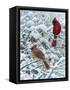 Winter Cardinal Painting-Jeff Tift-Framed Stretched Canvas