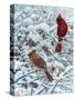 Winter Cardinal Painting-Jeff Tift-Stretched Canvas