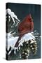 Winter Cardinal-Wilhelm Goebel-Stretched Canvas