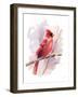 Winter Cardinal-Katrina Pete-Framed Art Print