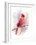 Winter Cardinal-Katrina Pete-Framed Art Print