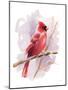 Winter Cardinal-Katrina Pete-Mounted Art Print