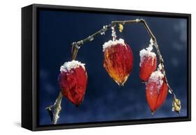 Winter Cherry-null-Framed Stretched Canvas