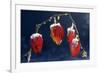 Winter Cherry-null-Framed Photographic Print