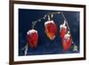 Winter Cherry-null-Framed Photographic Print