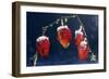 Winter Cherry-null-Framed Photographic Print