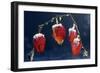 Winter Cherry-null-Framed Photographic Print