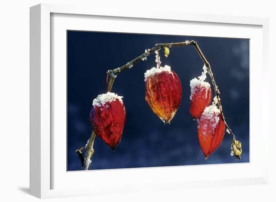 Winter Cherry-null-Framed Photographic Print