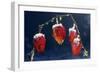 Winter Cherry-null-Framed Photographic Print