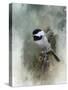 Winter Chickadee-Jai Johnson-Stretched Canvas
