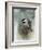 Winter Chickadee-Jai Johnson-Framed Giclee Print