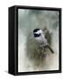 Winter Chickadee-Jai Johnson-Framed Stretched Canvas