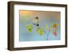 Winter Colors-Andres Miguel Dominguez-Framed Photographic Print