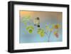Winter Colors-Andres Miguel Dominguez-Framed Photographic Print