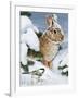 Winter Cottontail and Friend-William Vanderdasson-Framed Giclee Print