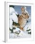 Winter Cottontail and Friend-William Vanderdasson-Framed Giclee Print