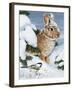 Winter Cottontail and Friend-William Vanderdasson-Framed Giclee Print