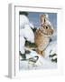 Winter Cottontail and Friend-William Vanderdasson-Framed Giclee Print