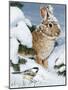 Winter Cottontail and Friend-William Vanderdasson-Mounted Giclee Print