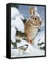 Winter Cottontail and Friend-William Vanderdasson-Framed Stretched Canvas