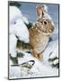 Winter Cottontail and Friend-William Vanderdasson-Mounted Premium Giclee Print