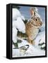 Winter Cottontail and Friend-William Vanderdasson-Framed Stretched Canvas