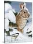 Winter Cottontail and Friend-William Vanderdasson-Stretched Canvas