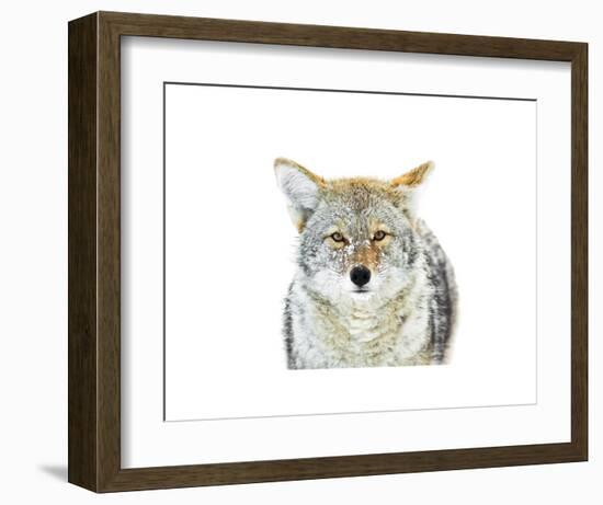 Winter Coyote-Jason Savage-Framed Art Print