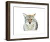 Winter Coyote-Jason Savage-Framed Art Print