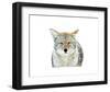 Winter Coyote-Jason Savage-Framed Art Print