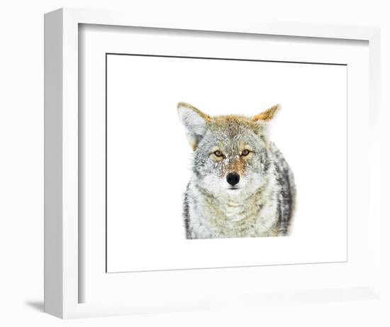 Winter Coyote-Jason Savage-Framed Art Print