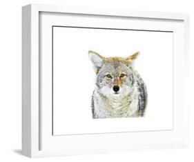 Winter Coyote-Jason Savage-Framed Art Print