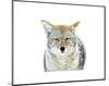 Winter Coyote-Jason Savage-Mounted Art Print