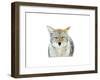 Winter Coyote-Jason Savage-Framed Giclee Print