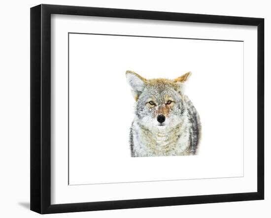 Winter Coyote-Jason Savage-Framed Giclee Print