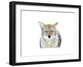 Winter Coyote-Jason Savage-Framed Giclee Print