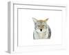 Winter Coyote-Jason Savage-Framed Giclee Print