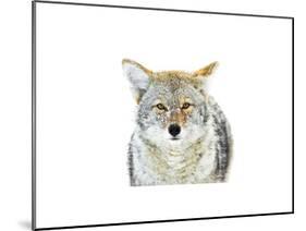 Winter Coyote-Jason Savage-Mounted Giclee Print