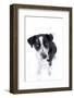 Winter, Dog, Pet, Snow-Nora Frei-Framed Photographic Print