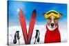 Winter Dog Snow-Javier Brosch-Stretched Canvas