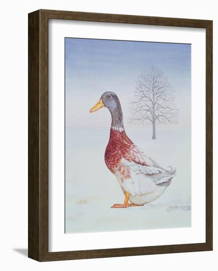 Winter-Drake-Ditz-Framed Giclee Print